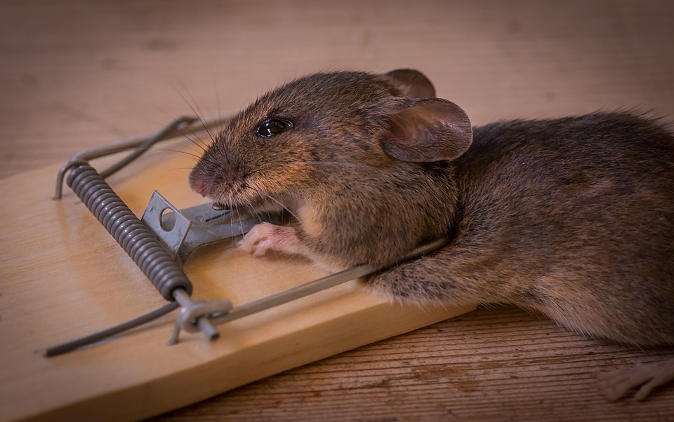 Quels sont les produits les plus efficaces pour venir à bout des rats